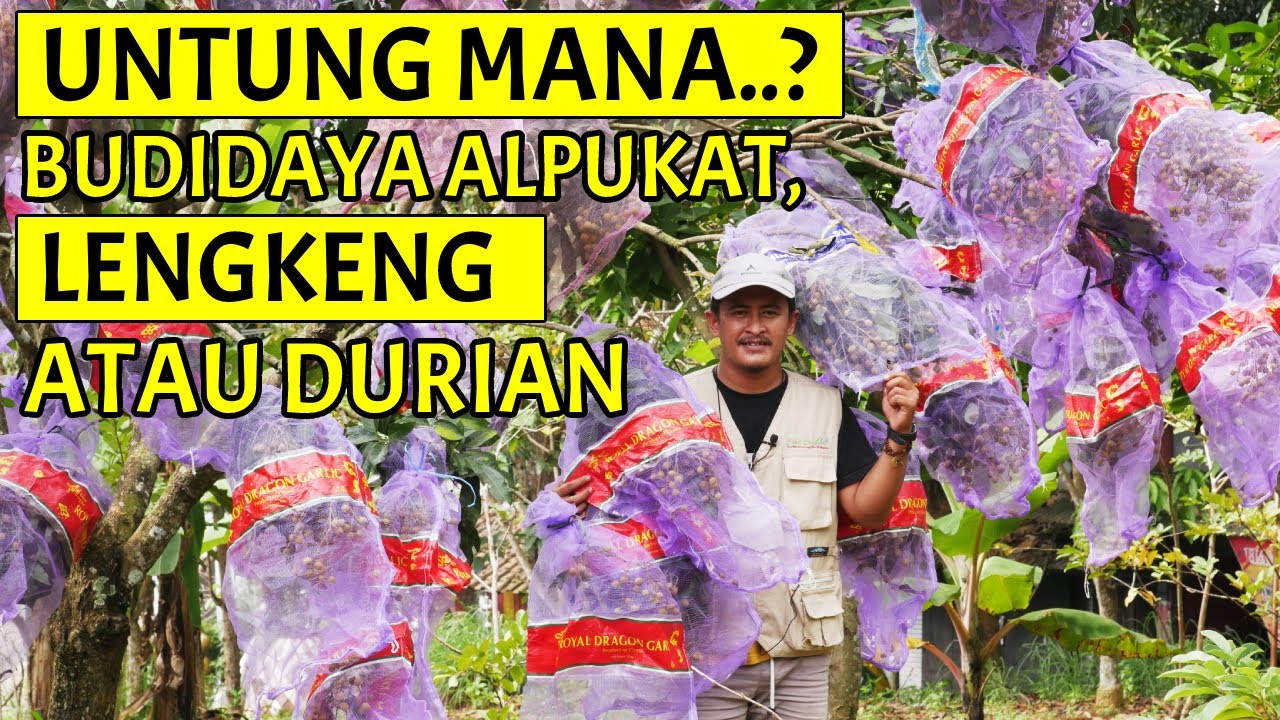 BAGAIMANA CARA BUDIDAYA LENGKENG Agar Hasil Panen Melimpah, Bersaing Dengan ALPUKAT Dan DURIAN