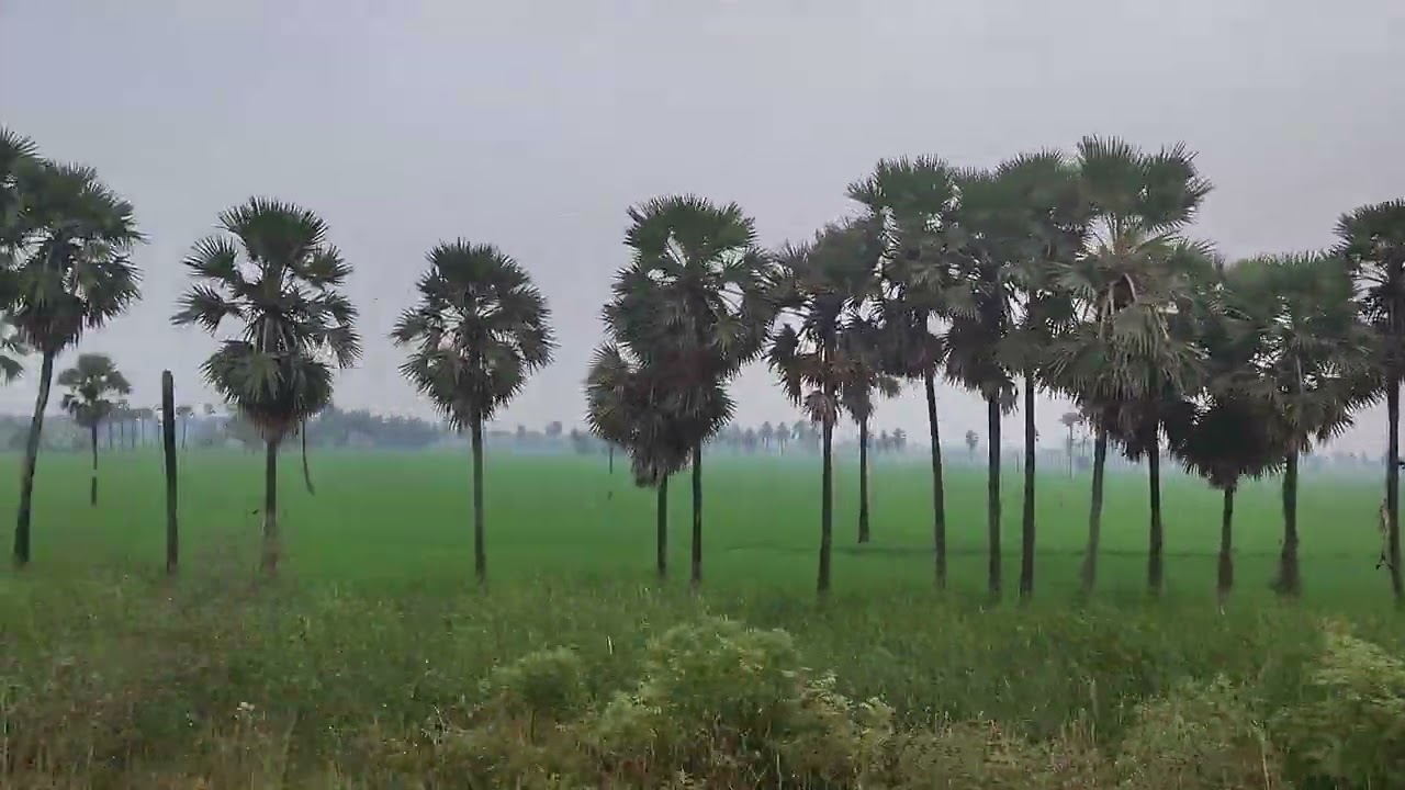Tamilnadu ka khet 🇮🇳🇮🇳❤️❤️🥰🥰🙏🙏
