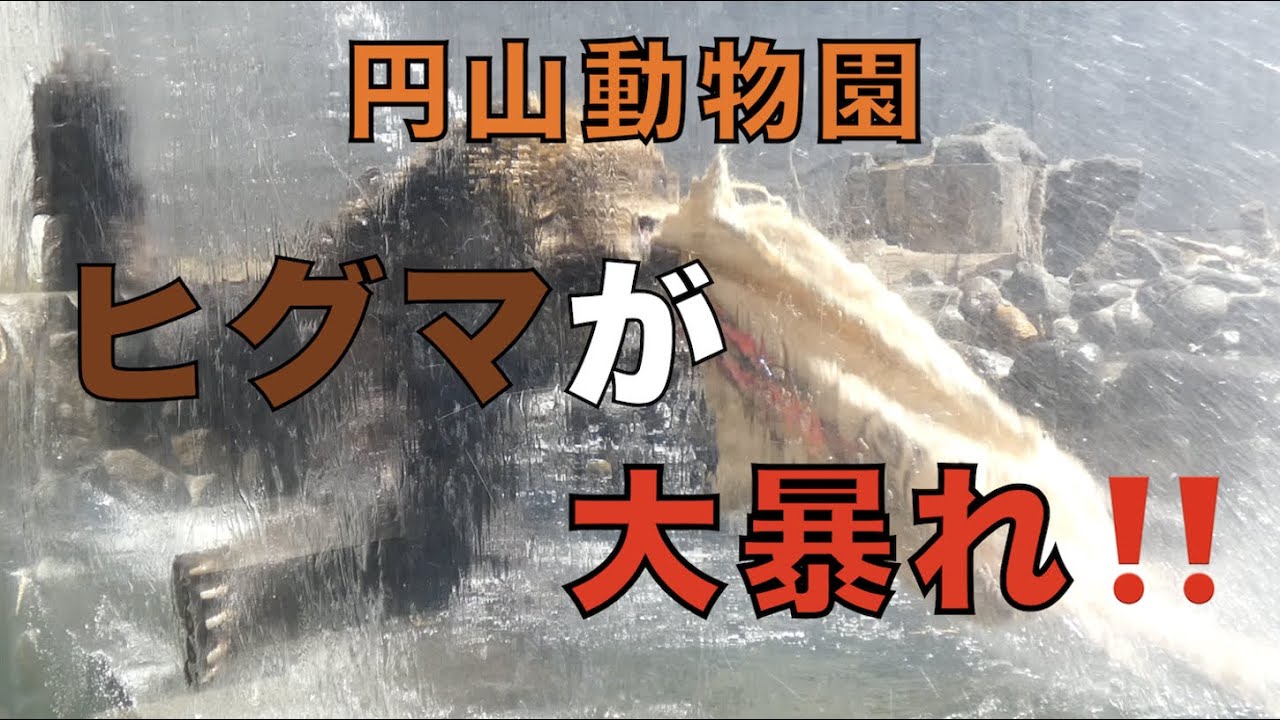 【円山動物園】ヒグマが大暴れ‼️思わず笑ってしまう？
