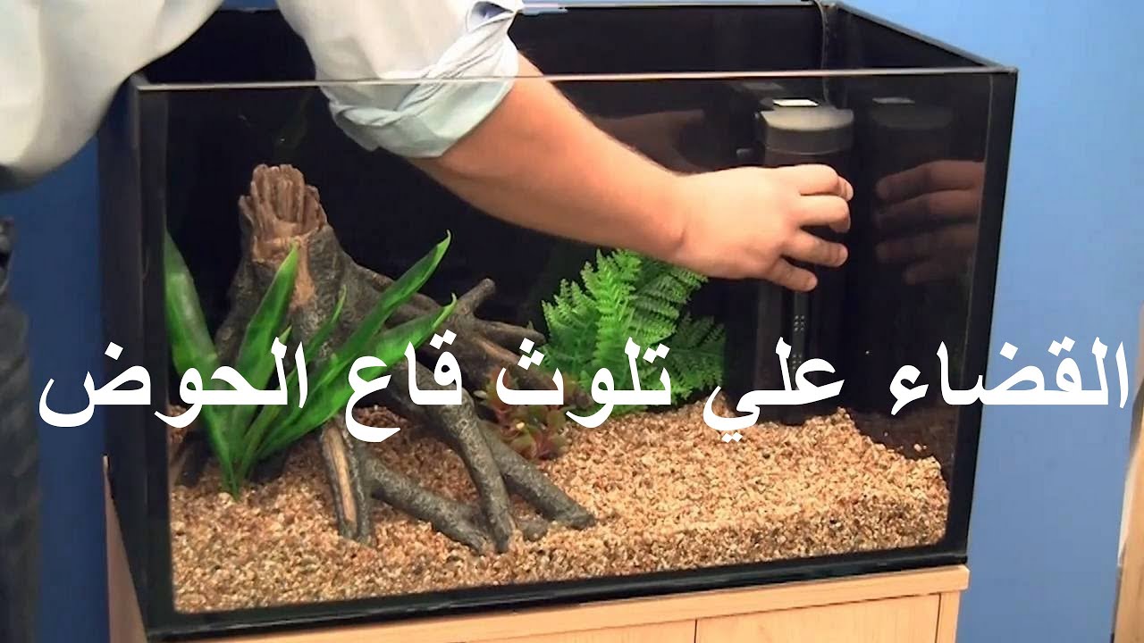 القضاء علي تلوث قاع حوض اسماك الزينه