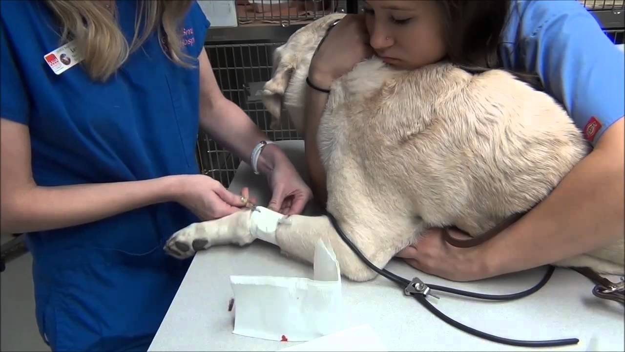 Dental cleaning