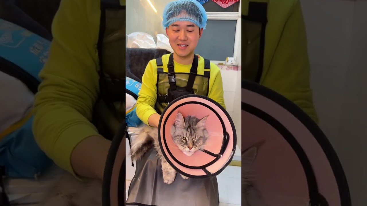 Chengdu door-to-door cat cleaning service for abandoned and irritable Maine Coons When it