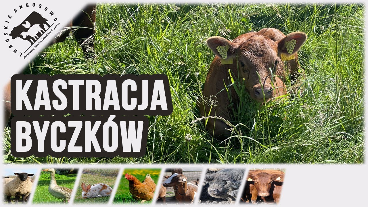 Lubuskie Angusowo - S7 E12 - O kastracji byczk&oacute;w. Brojlery 2024 .Nabiał w żywieniu człowieka