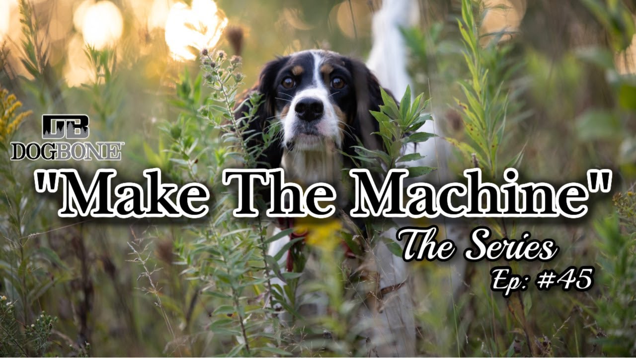 Pointing Dog Training with Pigeon Launchers: 