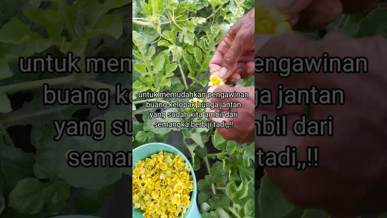 cara mengawinkan semangka non biji