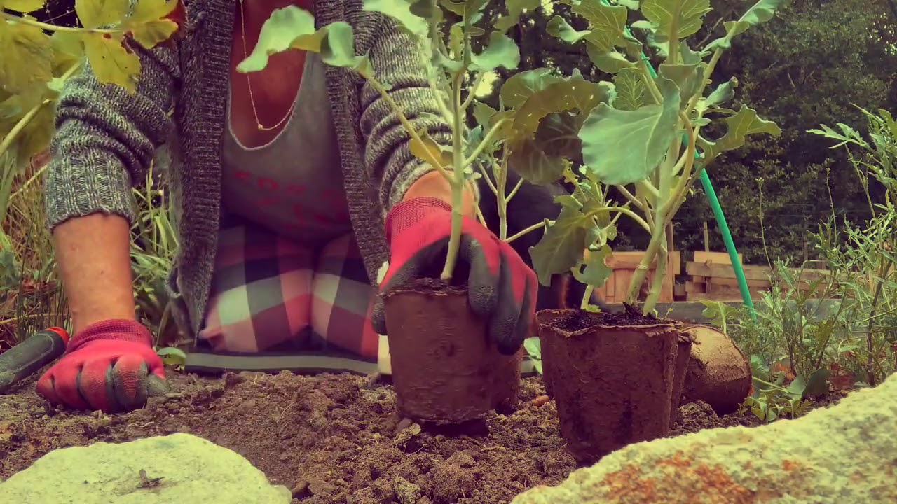 Sowing Of Carrots/Brassicas Part 1 Plus New Merchandise