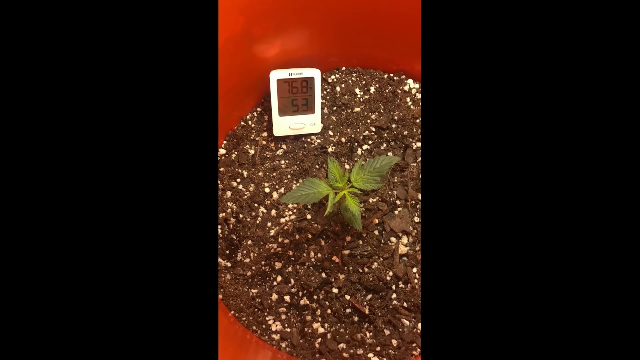 space bucket setup grow!