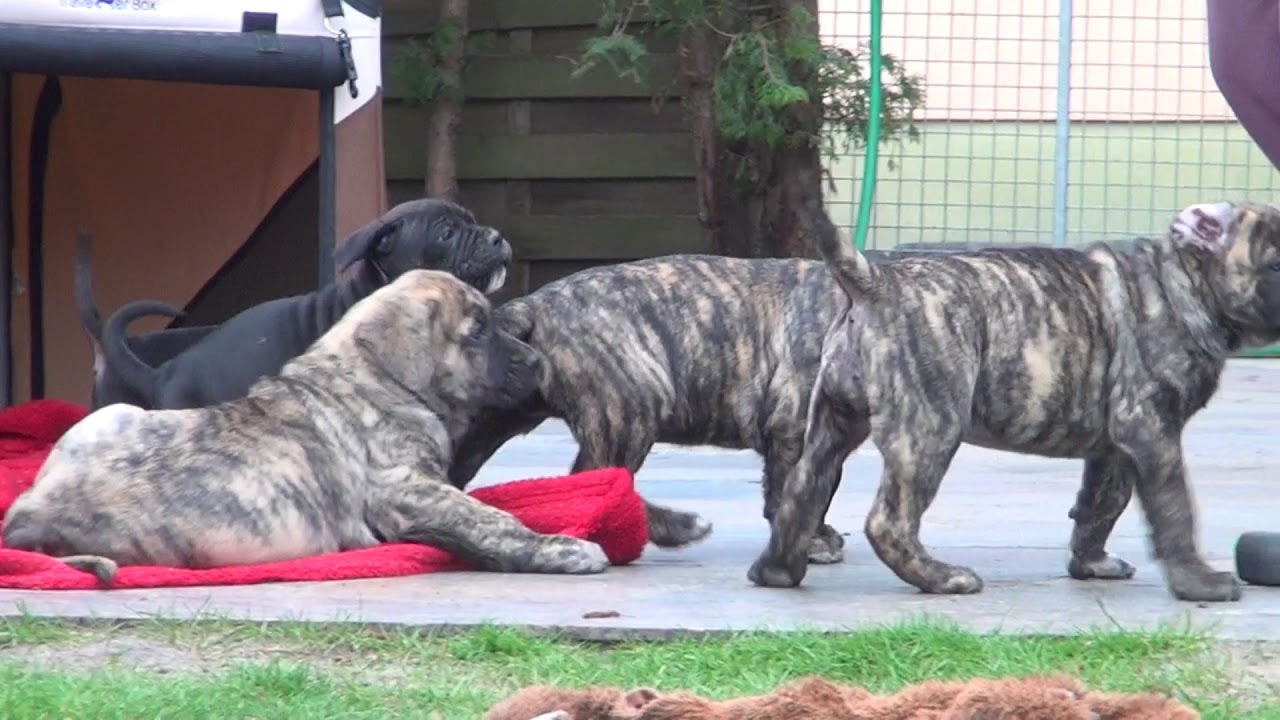 Cane Corso & Presa Canario