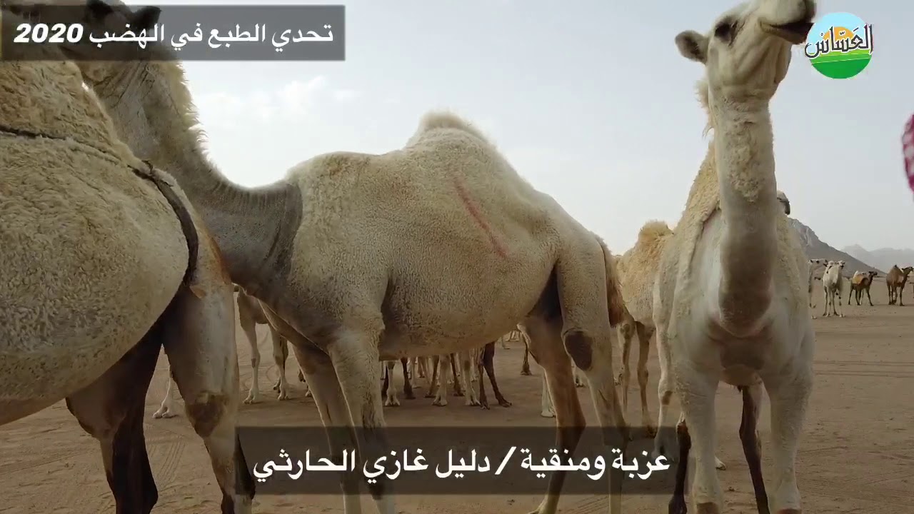 تحدى الطبع في آلهضب منقية / دليل بن غازي الحارثي 2020