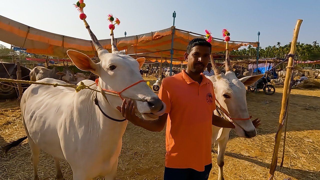 ಸಿದ್ದಗಂಗಾ ಜಾತ್ರೆ 2026 - ಅಂತಿಮ ಘಟ್ಟ ತಲುಪಿದ ಜಾತ್ರಾ ಸಂಭ್ರಮ 