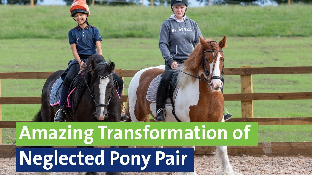 Amazing Transformation of Neglected Pony Pair