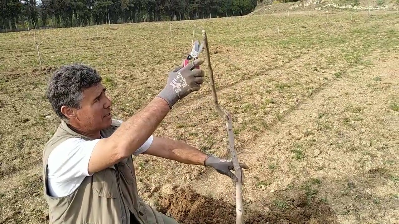 Πυκνή φύτευση Καρυδιάς Τσάντλερ