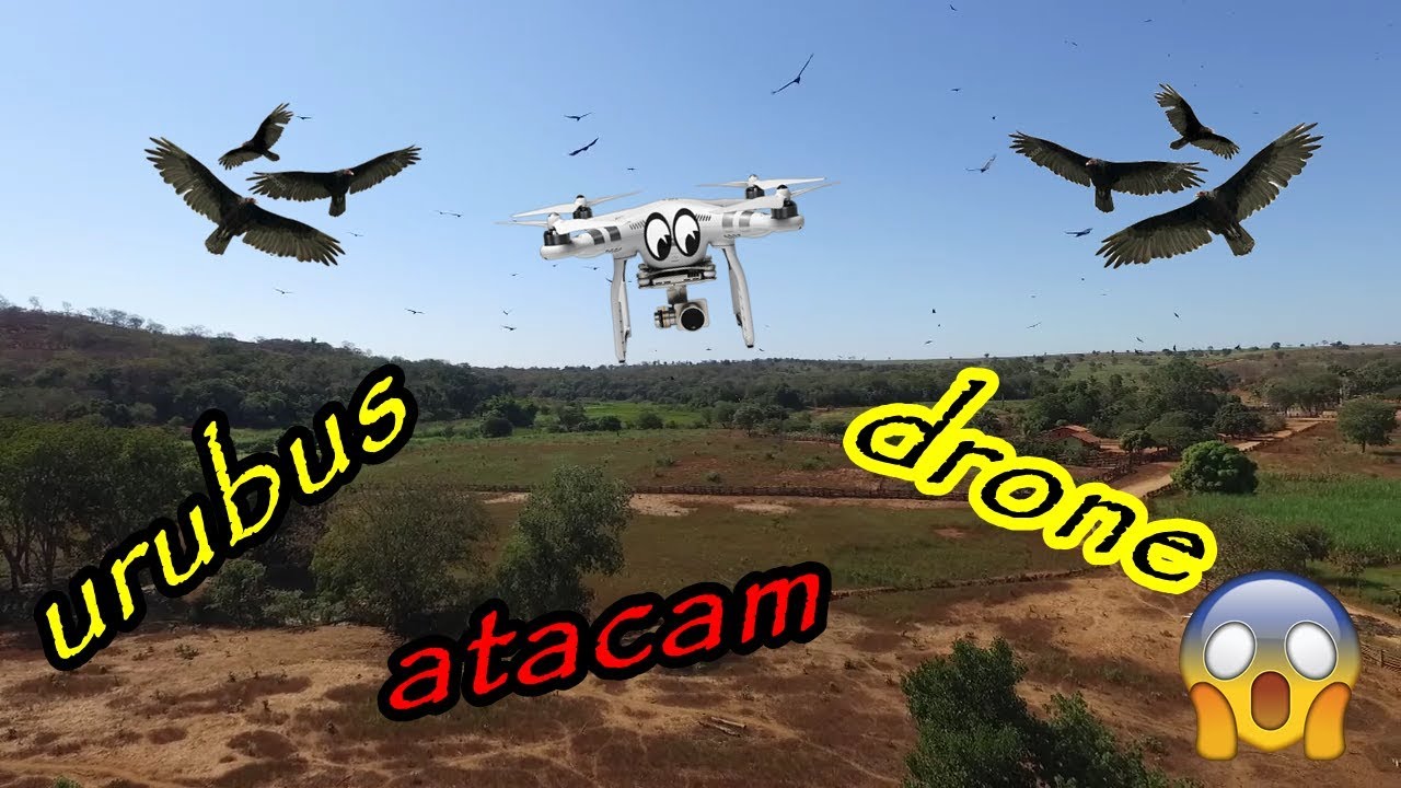 URUBUS ATACAM DRONE
