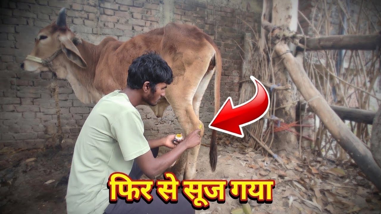 गाय का पैर फिर से सूज गया 😢 | 31/100 Days Challenge | Desi vlog 