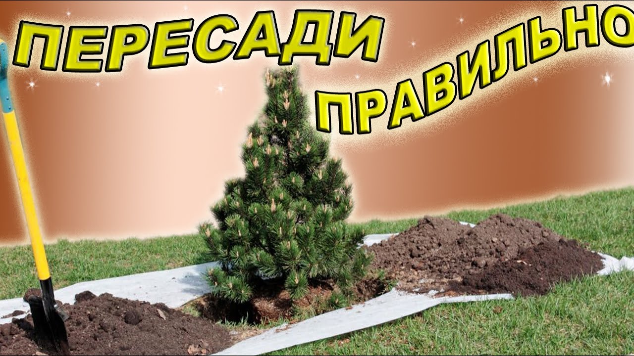 ГОТОВИМ СОСНУ К ПЕРЕСАДКЕ. 100%-й РЕЗУЛЬТАТ.