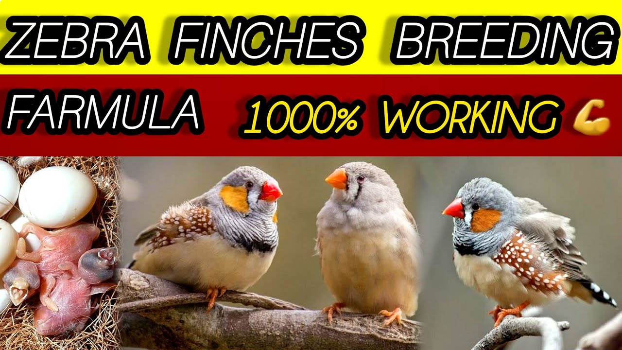 Zebra Finches Breeding Formula | Soft Food & Breeding Tips