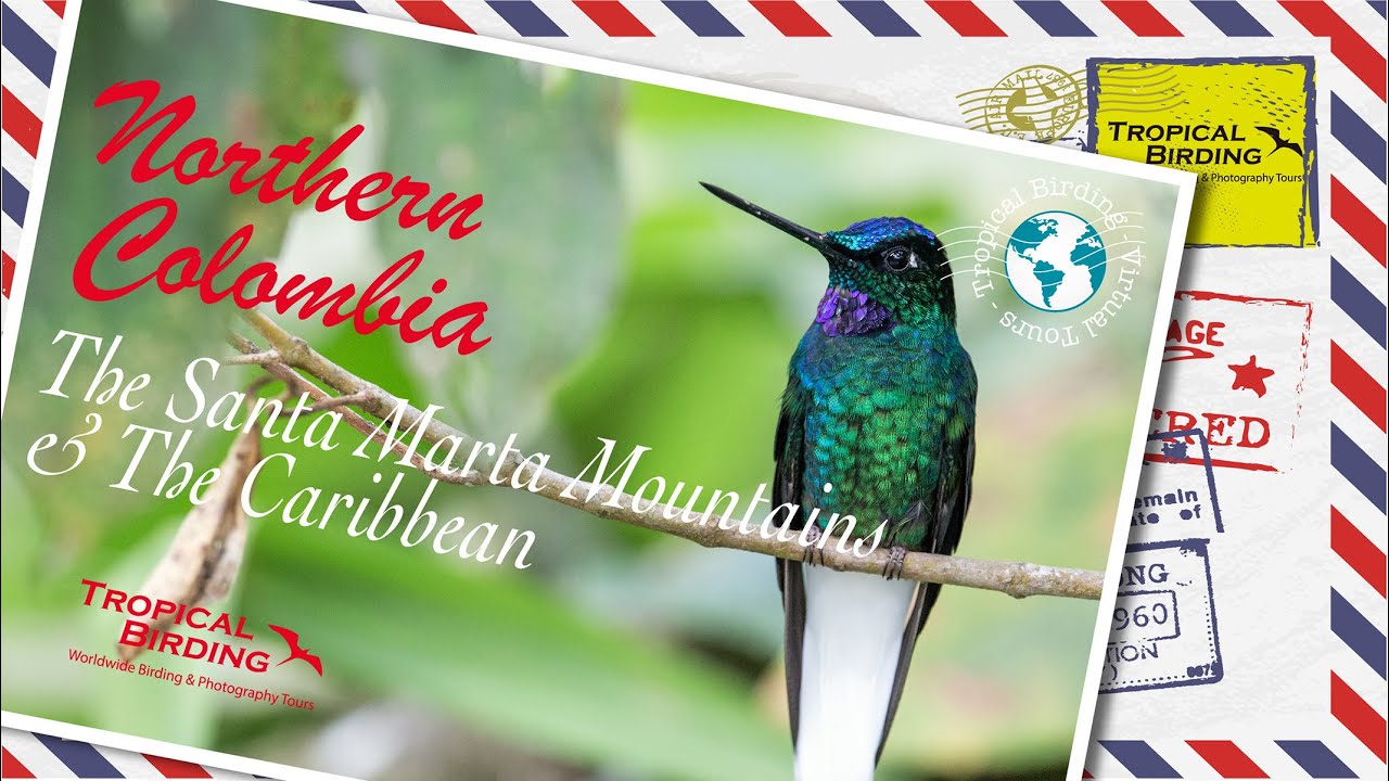 Tropical Birding Virtual Birding Tour of Northern Colombia by Jose Illanes