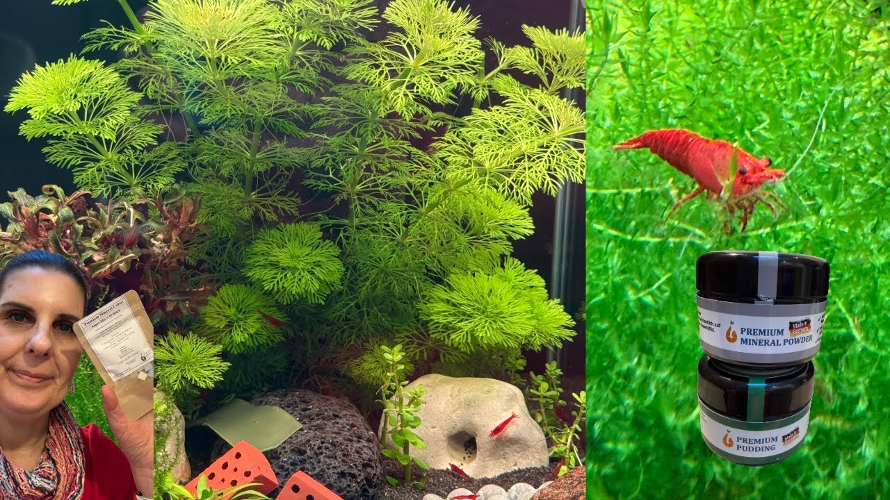 Meine roten Zwergie's ziehen ein 🦐😍Post von Aqua - Birne / Ich packe aus :)