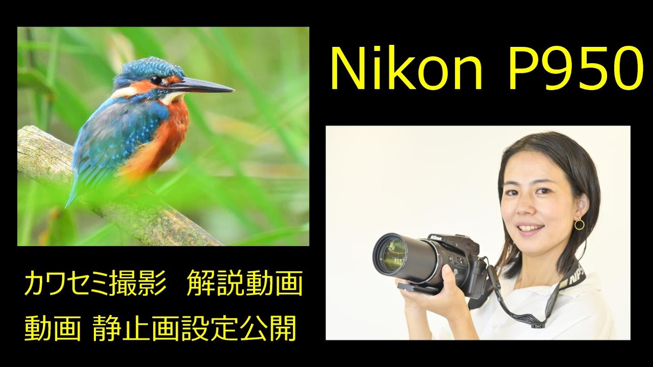 Nikon P950　カワセミ撮影　静止画　動画　設定公開