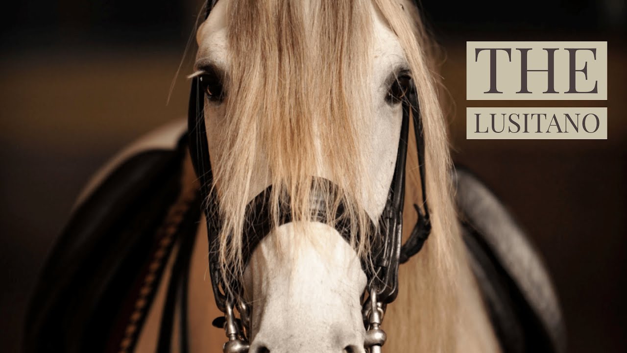 horseXperiences™ - The Lusitano | Portugal