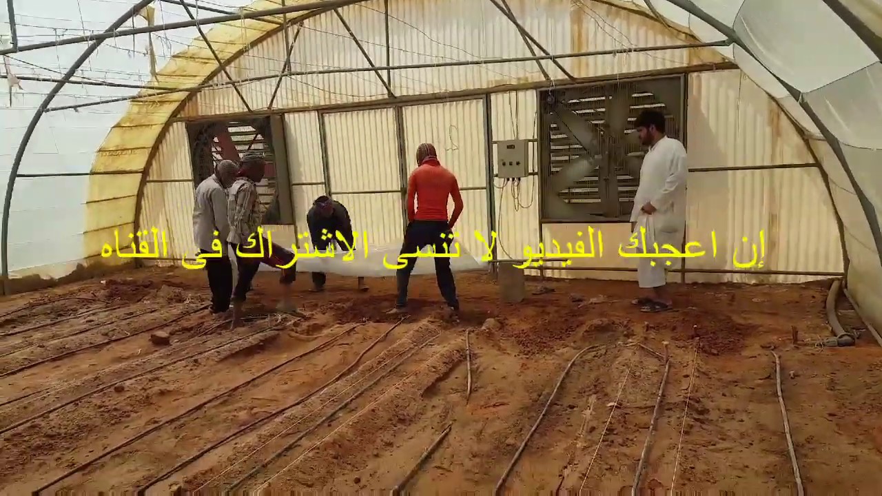 قنون زراعيه | حلقه 37 | تعقيم التربه الفيديو الاول (تجهيز البيت وتغطية البلاستيك)
