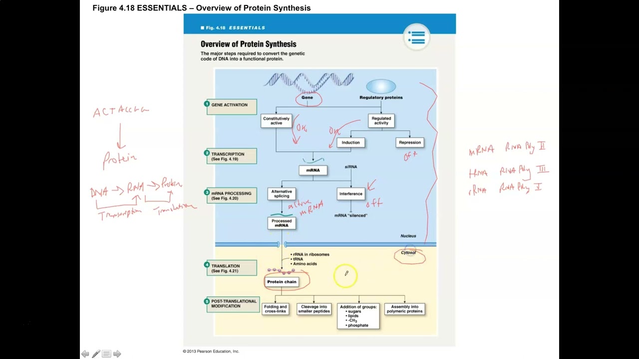 Unit 2, Part 8 Transcription, mRNA Processing & Translation