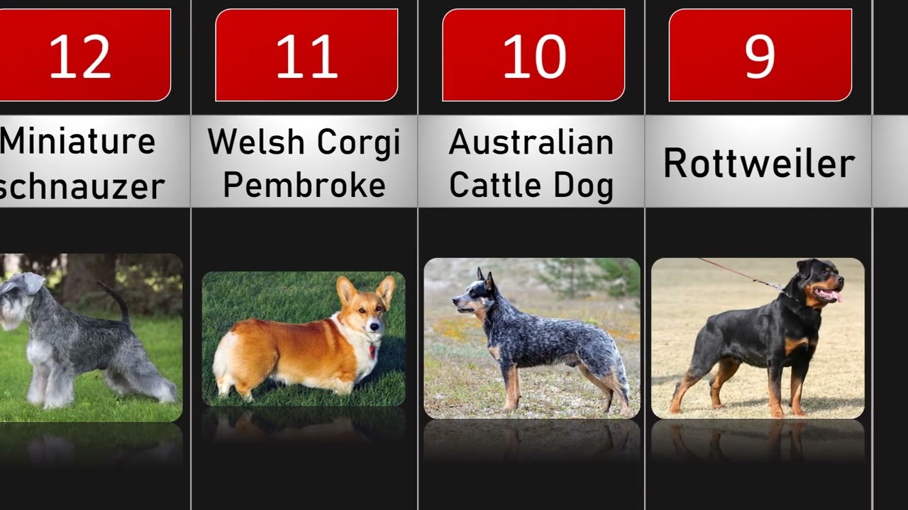 TOP SMARTEST DOG BREEDS | TOPPEN AF DE SMARTESTE HUNDERACER