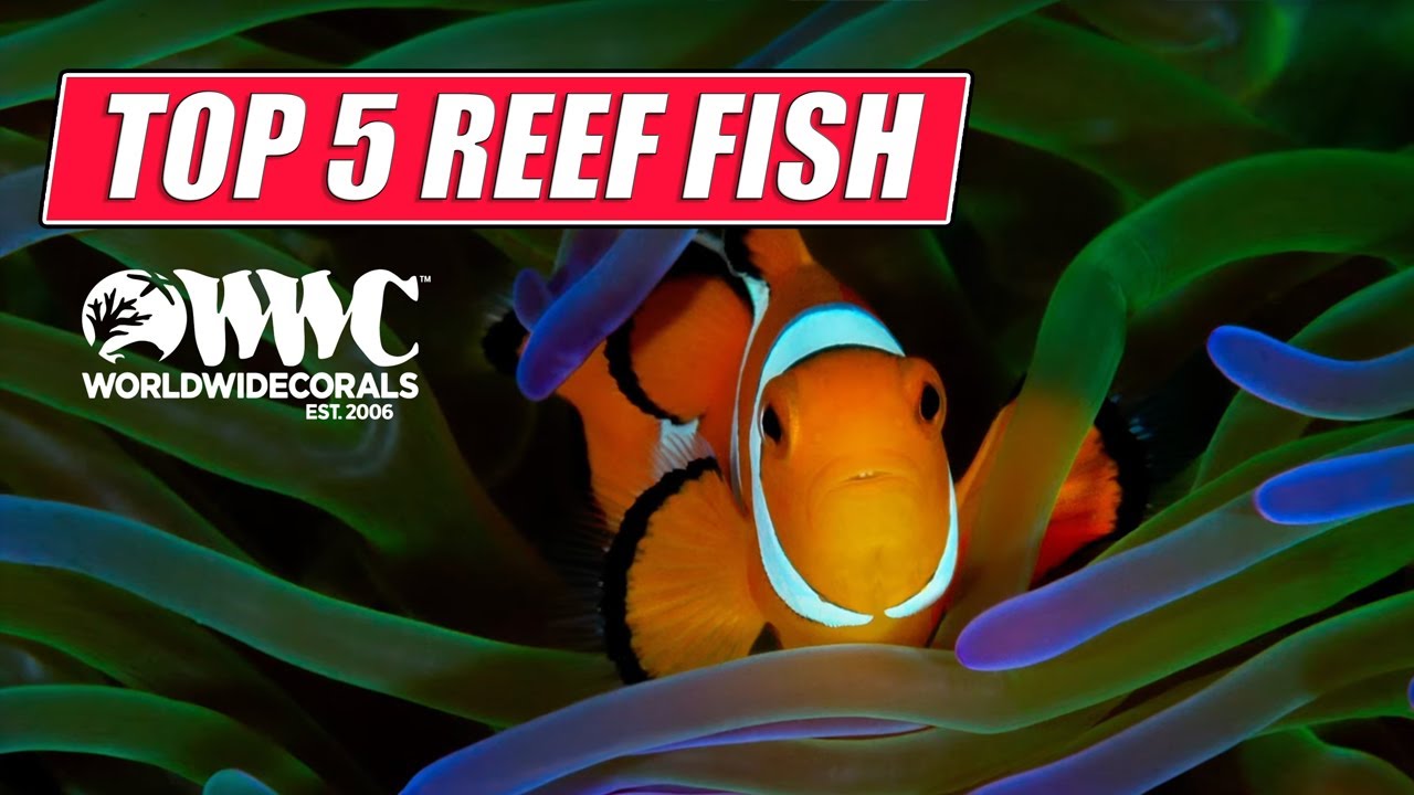Top 5 Reef Safe Fish [4K]