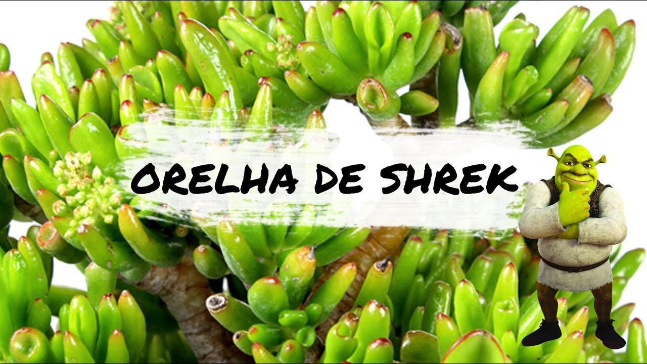 Espécies de Suculentas - Orelha de Shrek