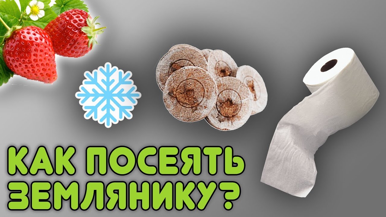 Три надежных способа посева земляники