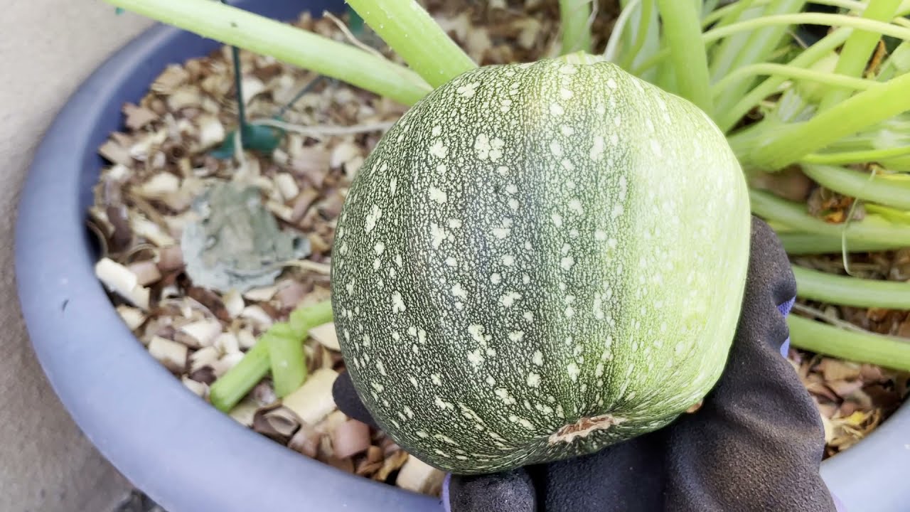 Eightball Zucchini~seed to harvest { 2021 Vid 64 }