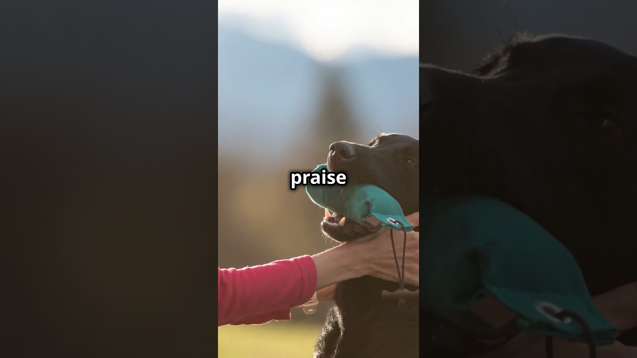 Labrador Agility Training: Easy Steps to Get Started!