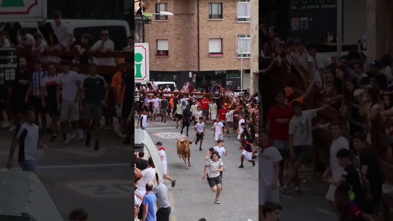 Reses de macua en MUTILVA (NAVARRA).