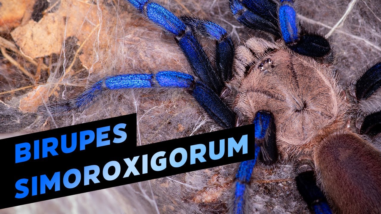 Fast Food #11 | Birupes simoroxigorum