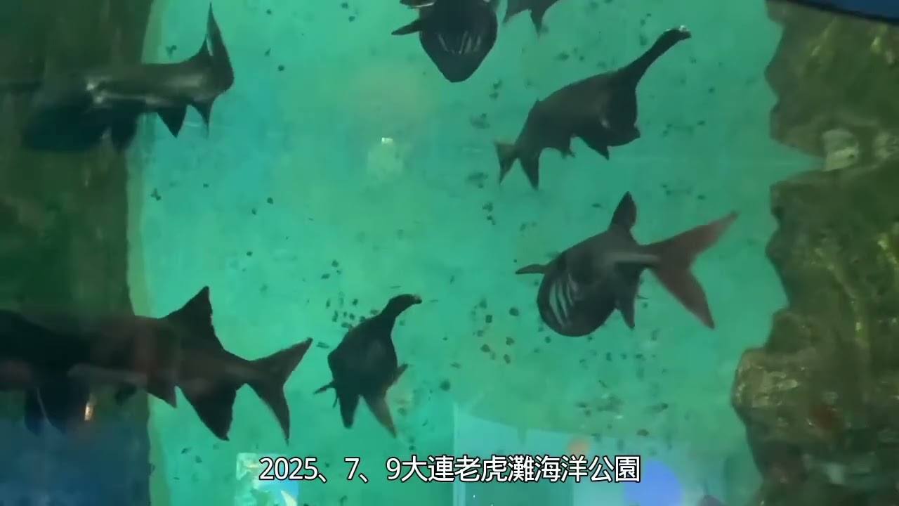 2025、7、9大連老虎灘海洋公園