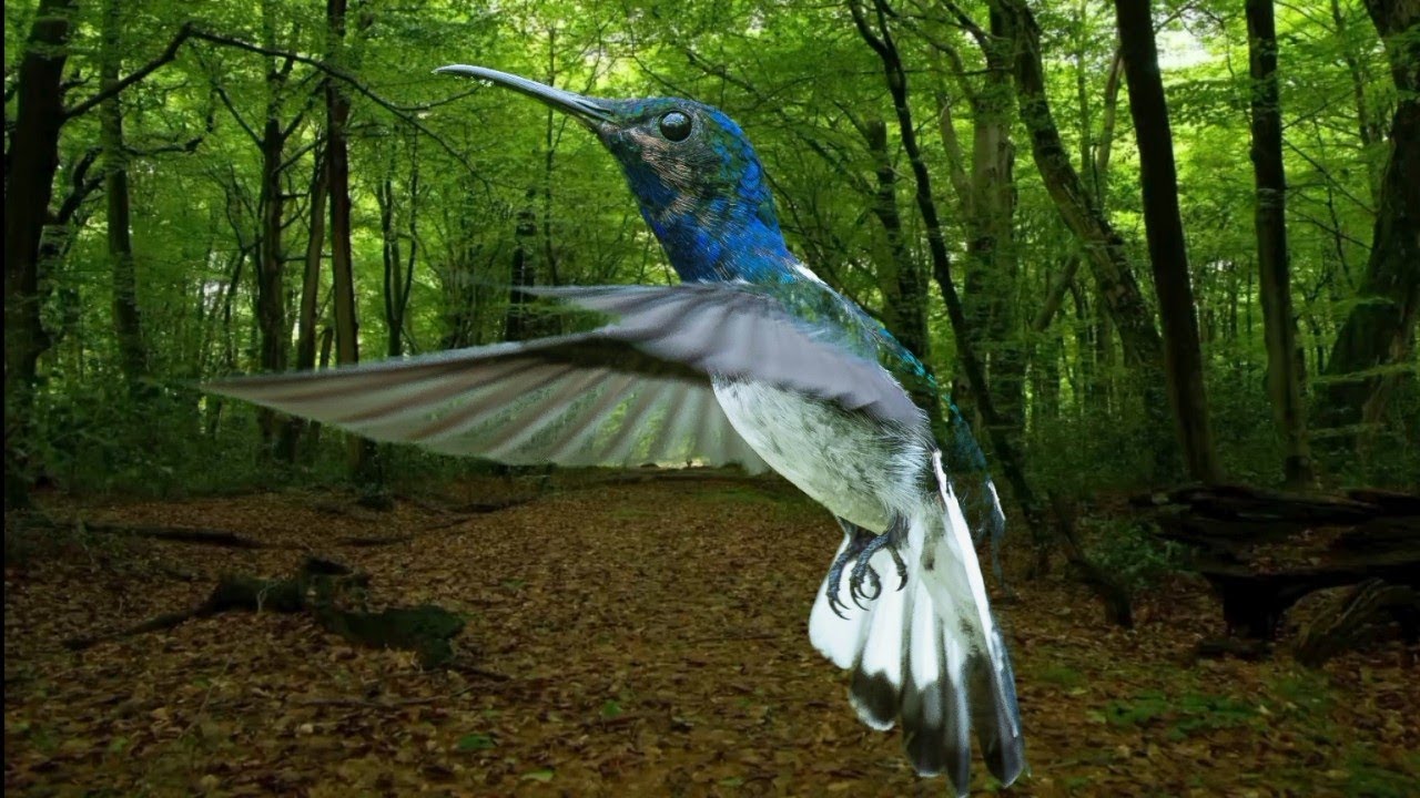 Forest Birdsong Nature Sounds - Relaxing Bird Sounds for Sleeping-Calming Birds Chirping Ambience 