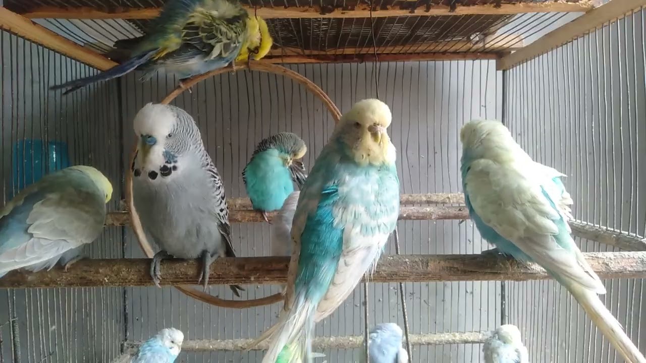 😳家にある物だけでセキセイインコが大喜びした理由
