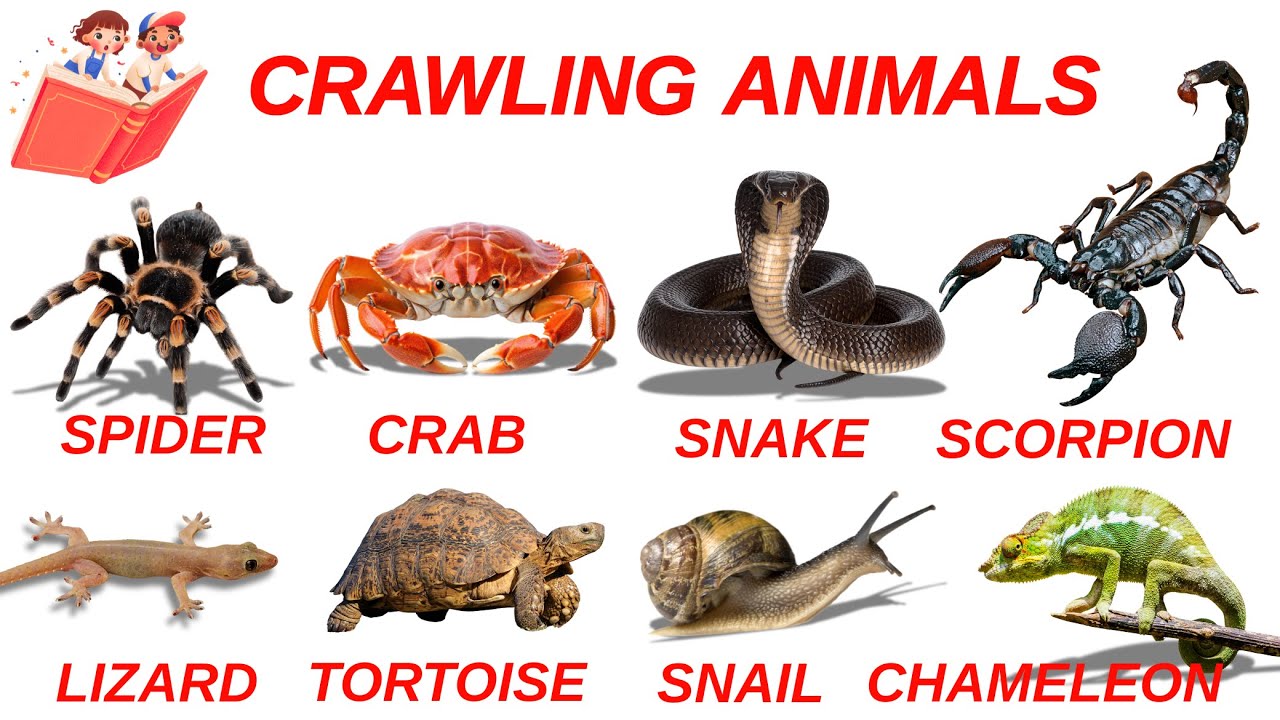 30 Crawling Animals Name for Kids | Learn Crawling Animals Name