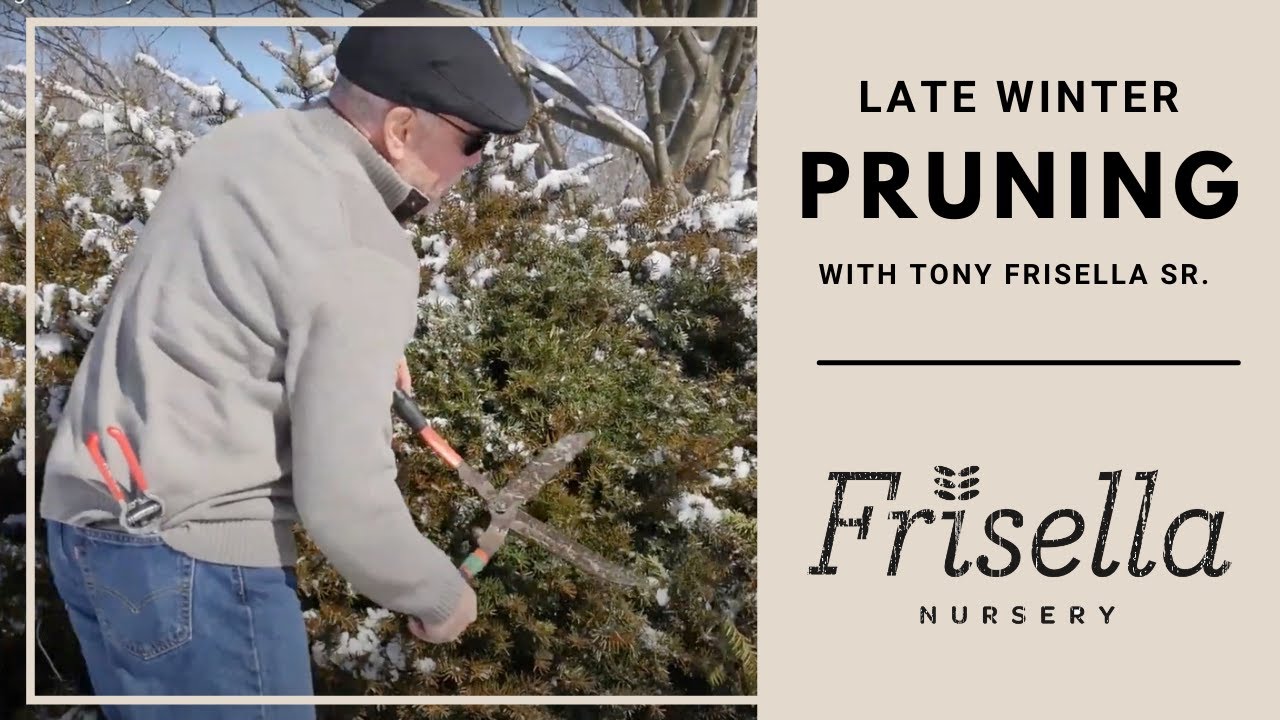 Winter Pruning Yews | Frisella Nursery