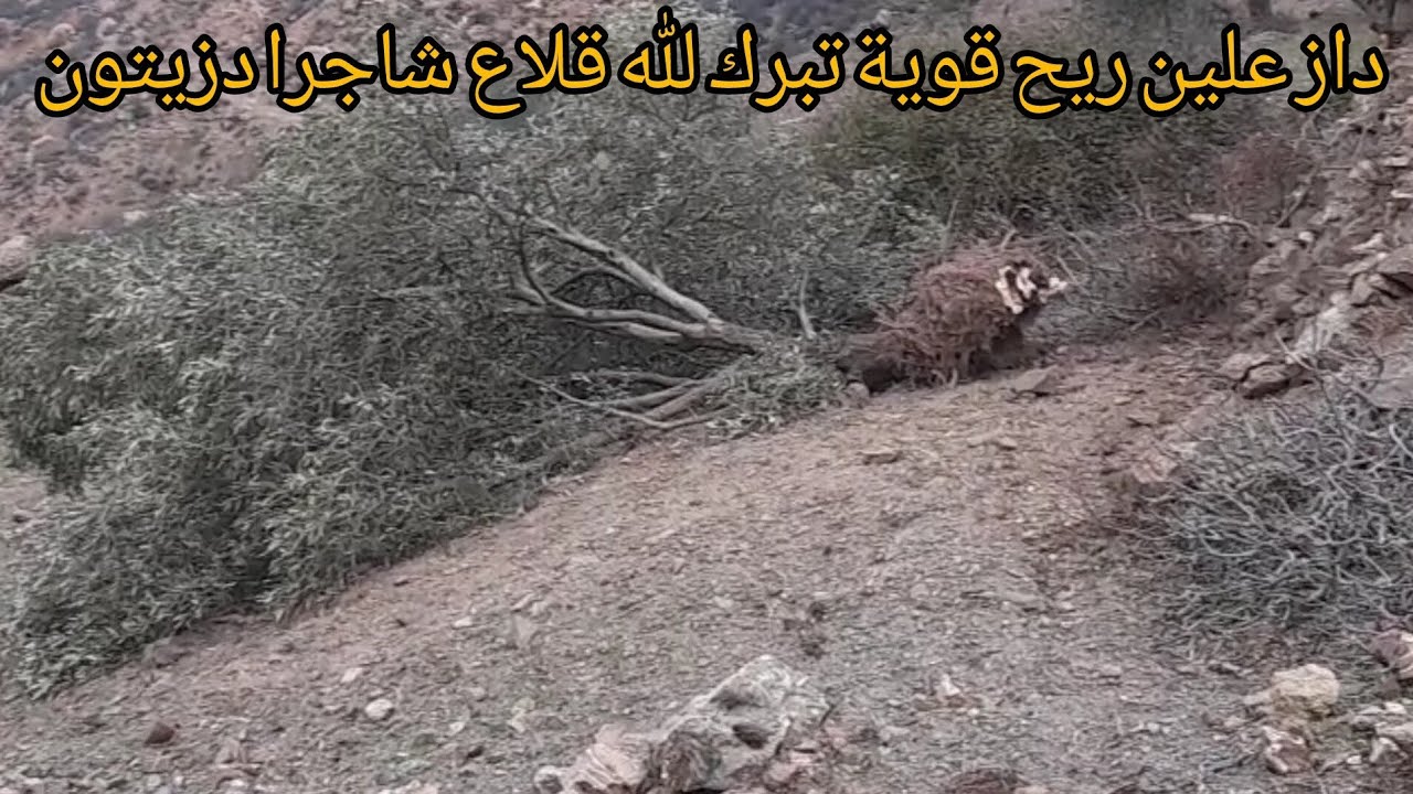 تبارك الله دازعلين ريح قوية قلاع شاجرا دزيتون