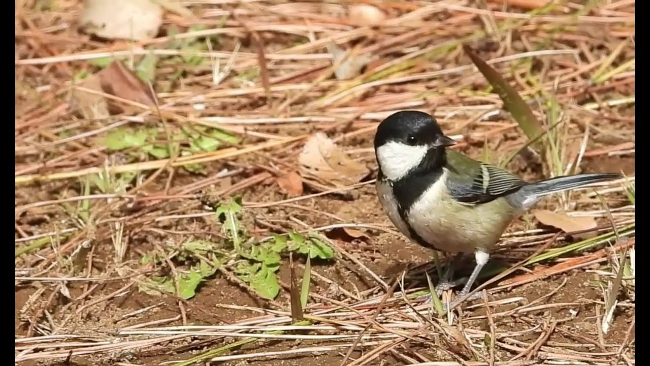 In the Fallen Leaves : A Great Tit's Busy Search for Food