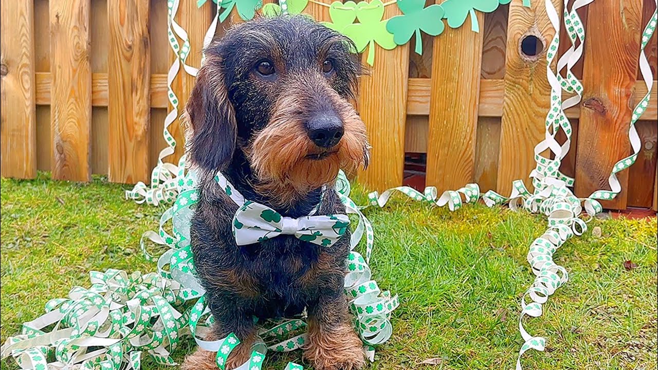 Teddy the Dachshund Gets Ready for a Party&hellip; 