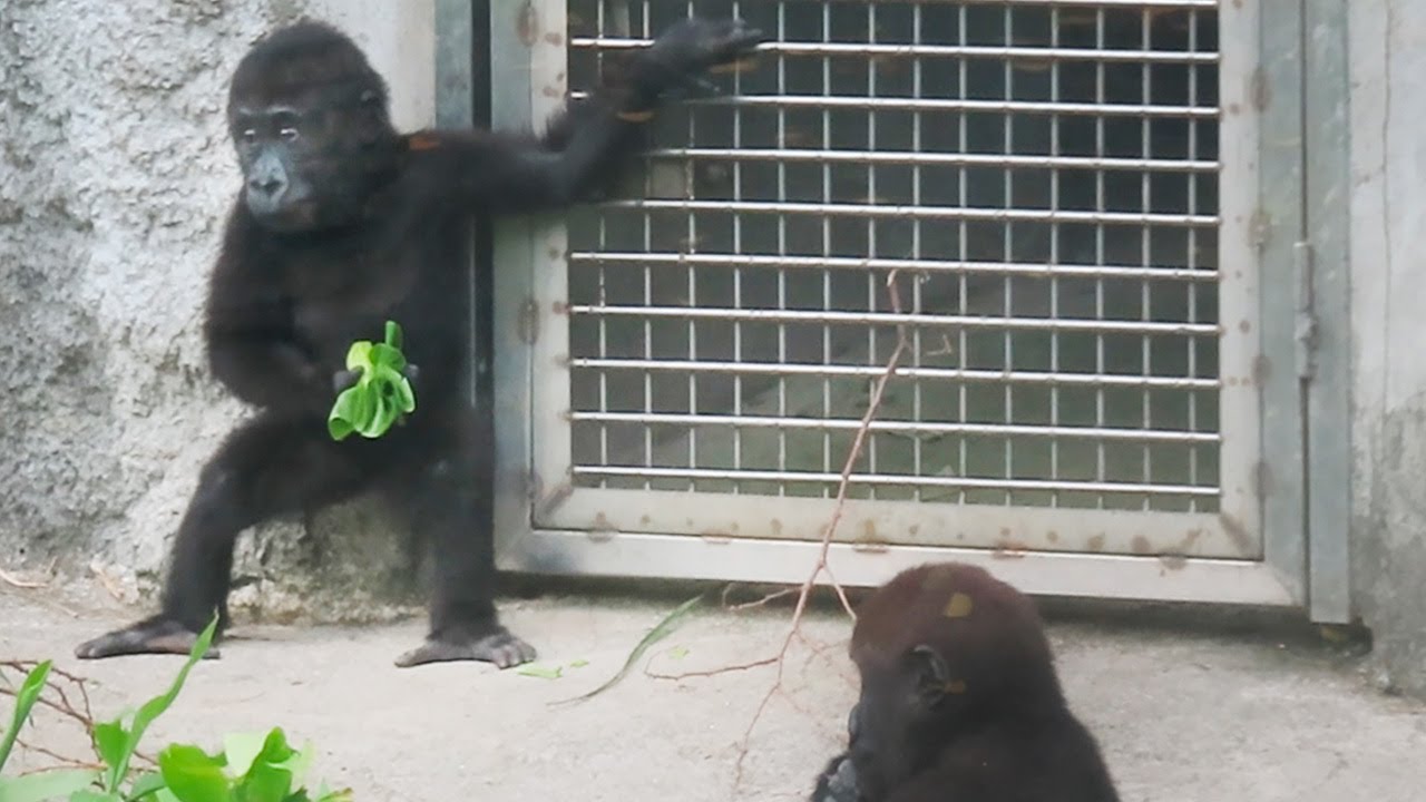 金剛寶寶Ringo親近Tayari阿姨👶🏻🦍💕Baby gorilla Ringo is close to auntie Tayari