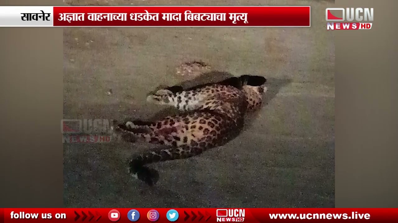 Savner - अज्ञात वाहनाच्या धडकेत मादा बिबट्याचा मृत्यू | Leopard Killed in Savner Hit-and-Run