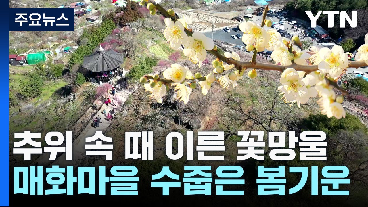 꽃샘추위 속 때 이른 꽃망울...매화마을 '수줍은 봄기운' / YTN