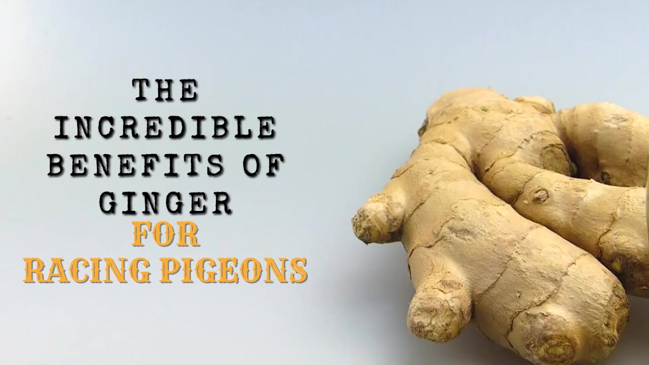 Benefits of Ginger for Racing Pigeons: Boosting Performance Naturally