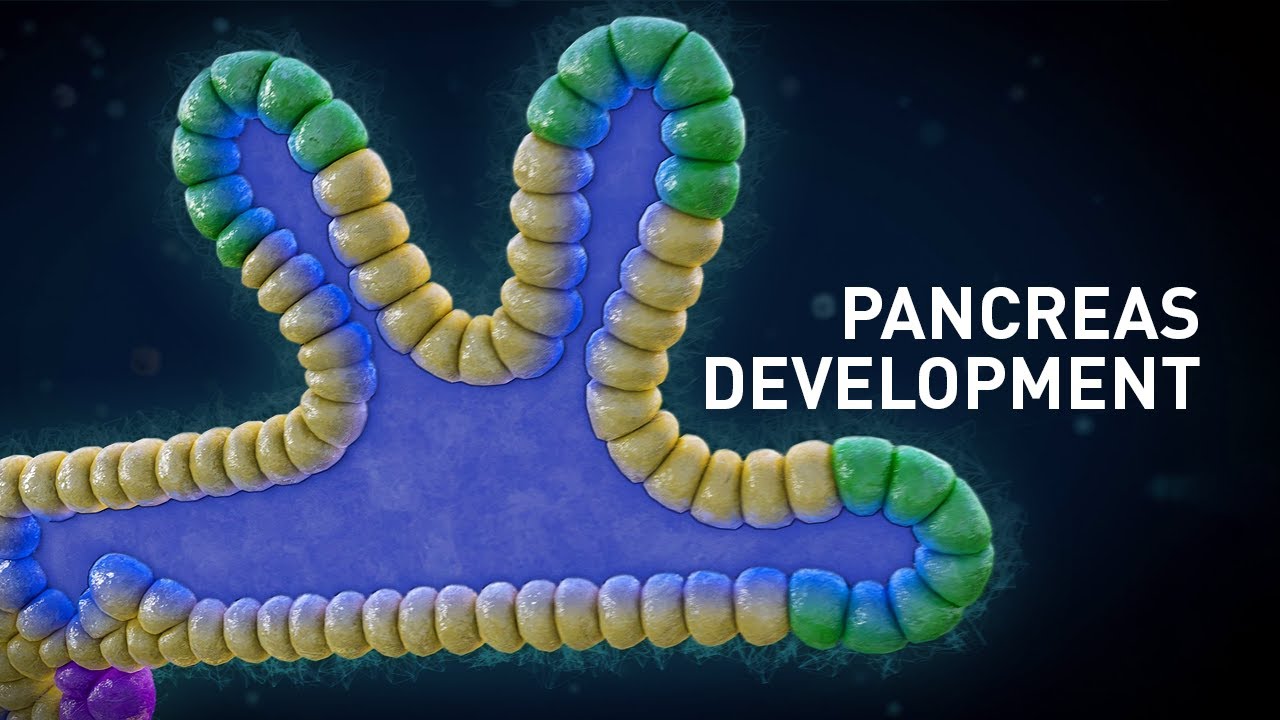 Early Pancreas Development in Embryos | Medical Animation