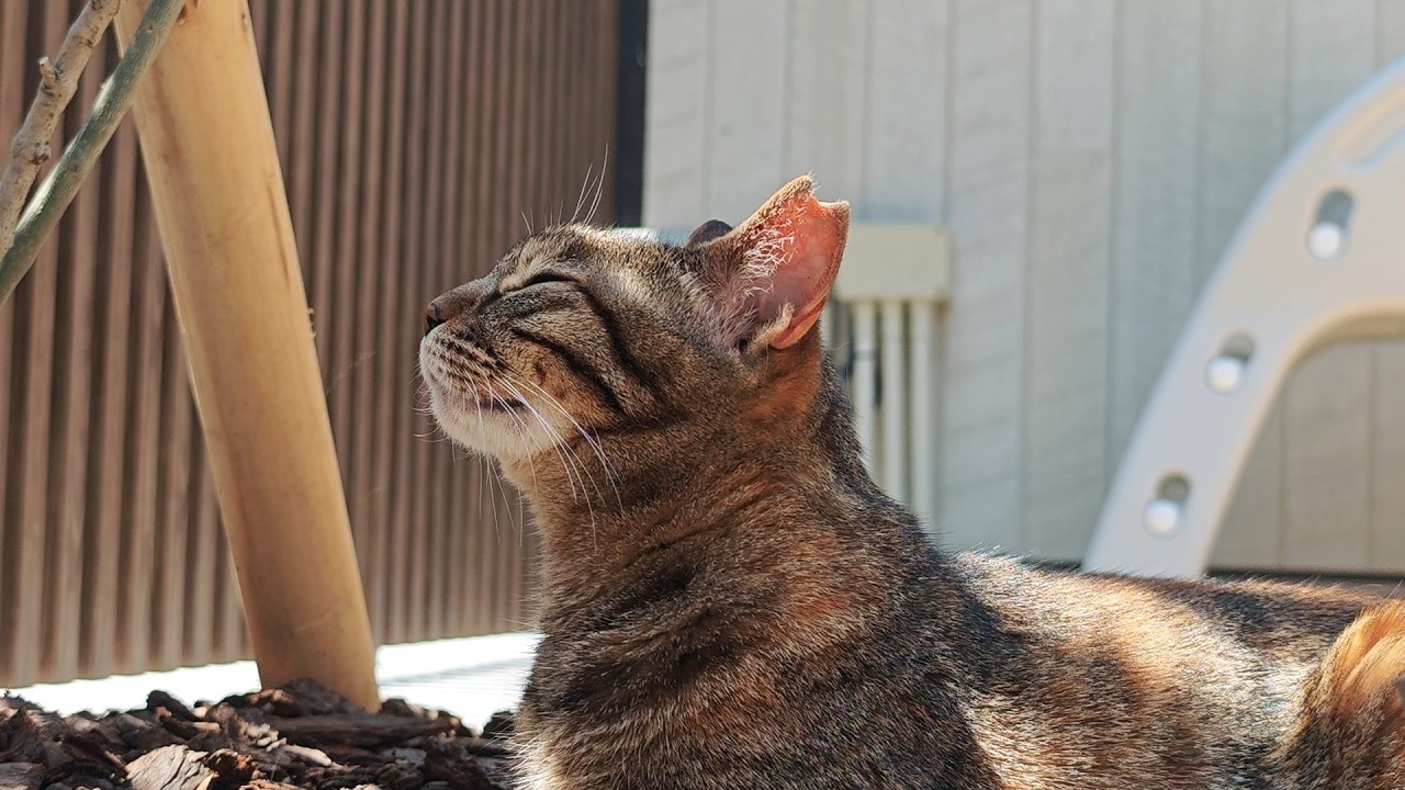 ひとりぼっちだったりんちゃんがやっと手に入れた穏やかな暮らし