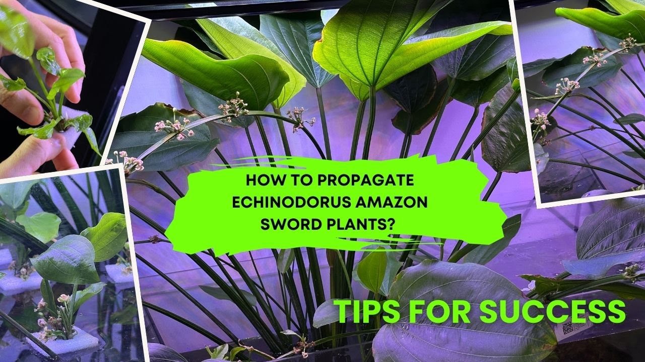 How to Propagate Echinodorus Amazon Sword Plants? Tips for success