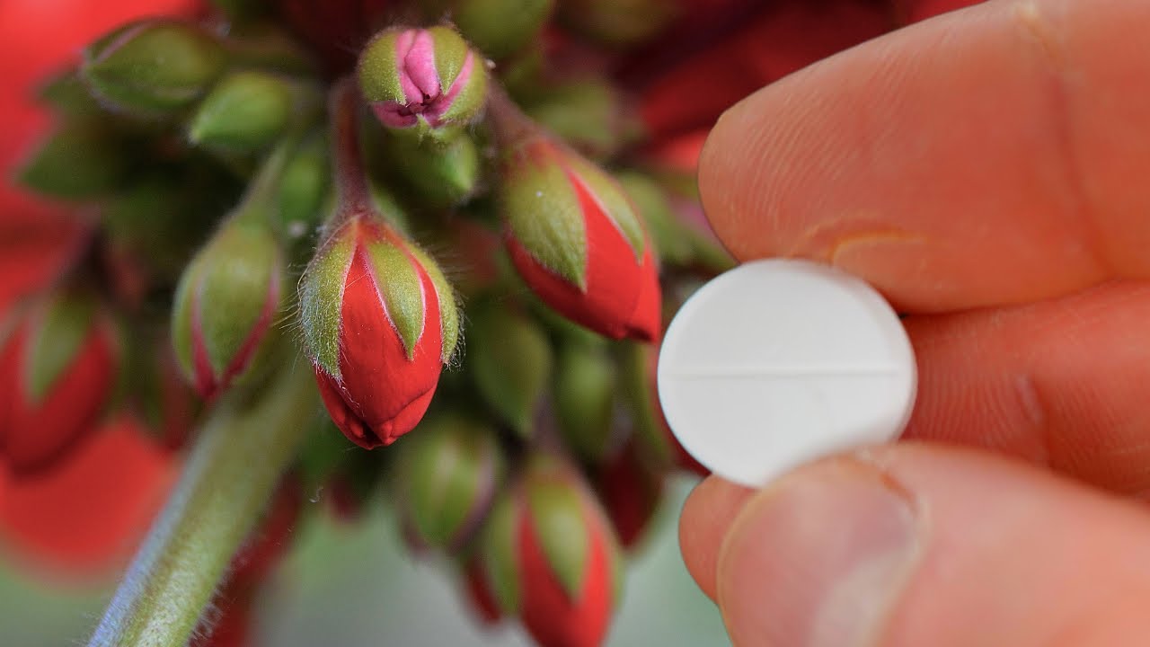 1 Tablet Under Any Flower Trample on the Eyes! Proven Recipe Feed the Flower